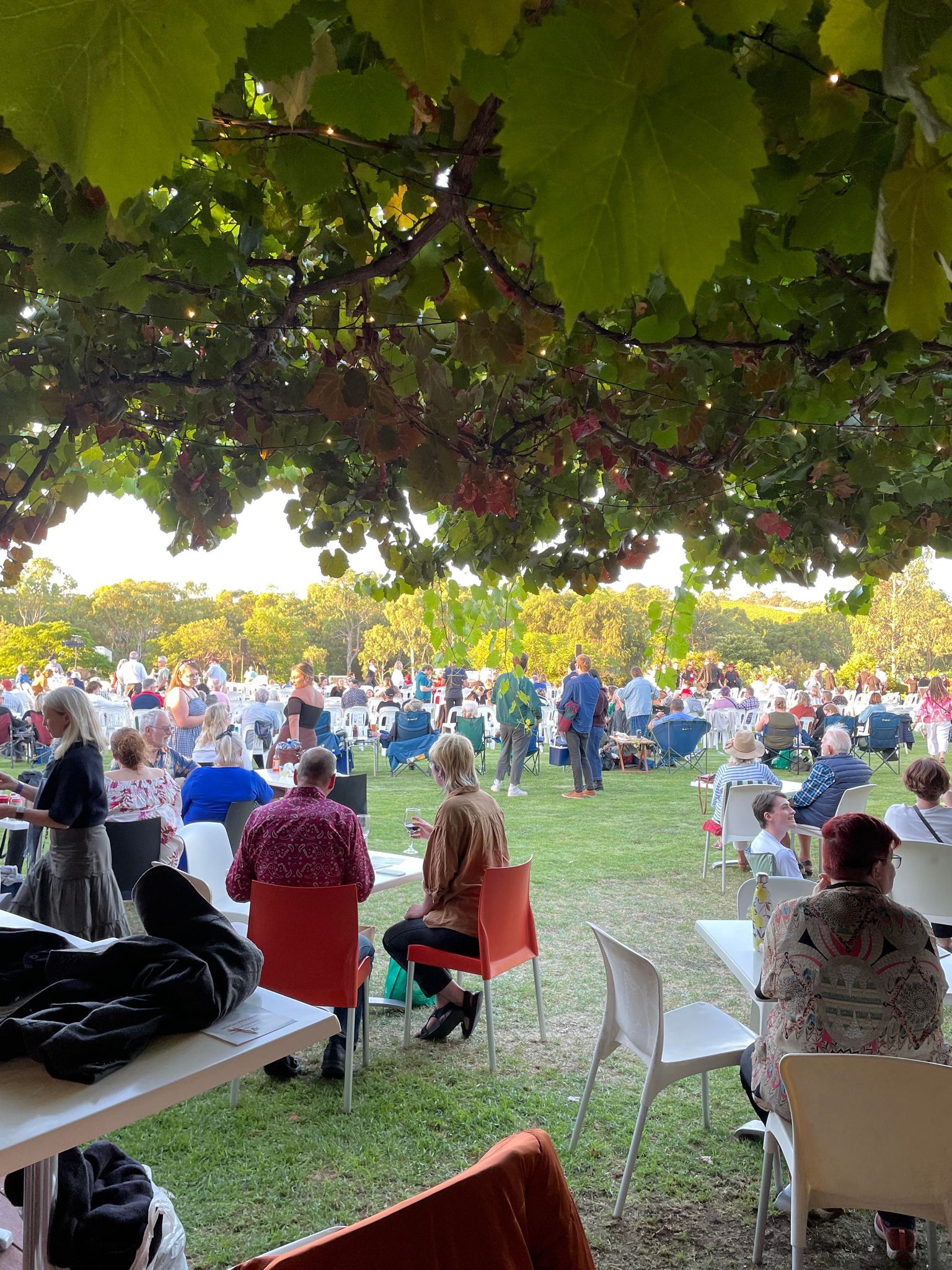 under the vines at film festival